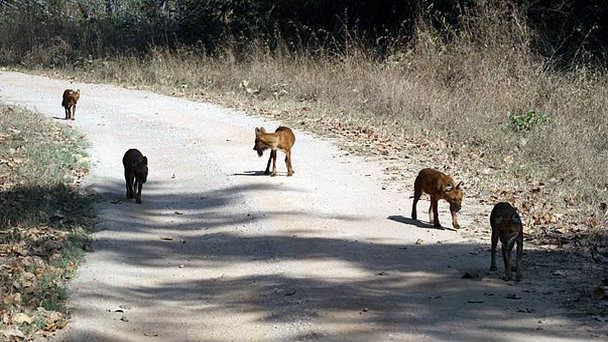 Национальный парк Канха