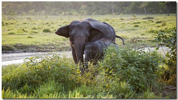 Национальный парк Читван Национальный парк Читван