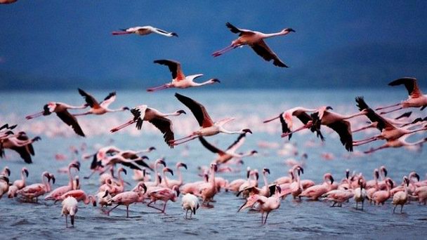 Национальный заповедник озера Богория в Накуру Национальный заповедник озера Богория в Накуру