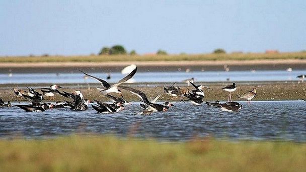 Национальный парк Lagoa do Peixe Национальный парк Lagoa do Peixe