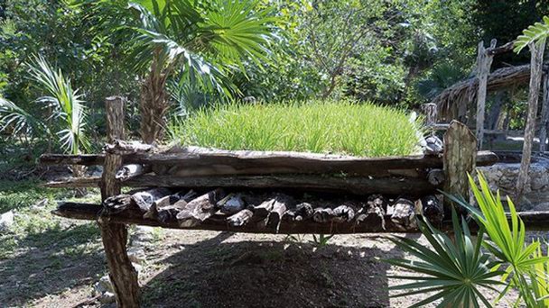 Ботанический сад в Канкуне Ботанический сад в Канкуне