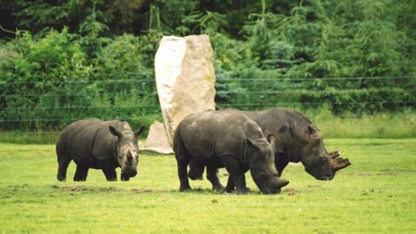Сафари-парк Гивскуд в Оденсе Сафари-парк Гивскуд в Оденсе