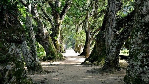 Бразильский тропический сад в Рио-де-Жанейро Бразильский тропический сад в Рио-де-Жанейро