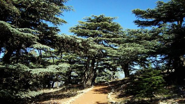 Заповедник Арц Ар-раб в Триполи Заповедник Арц Ар-раб в Триполи