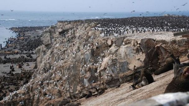 Остров Тюлений Остров Тюлений