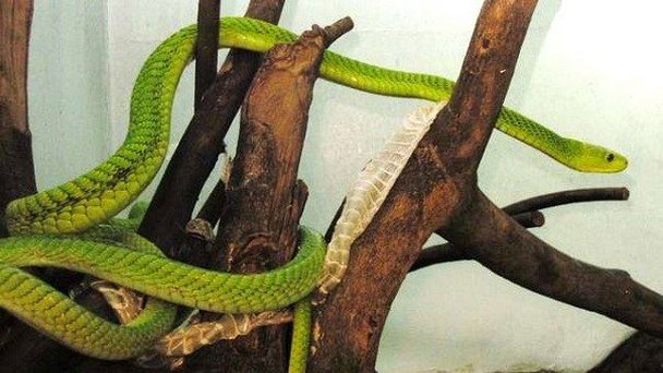 Змеиный парк в Найроби Змеиный парк в Найроби