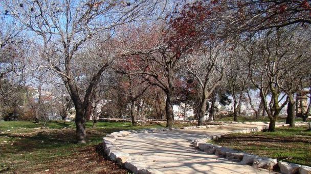 Ботанический сад на горе Скопус в Иерусалиме Ботанический сад на горе Скопус в Иерусалиме