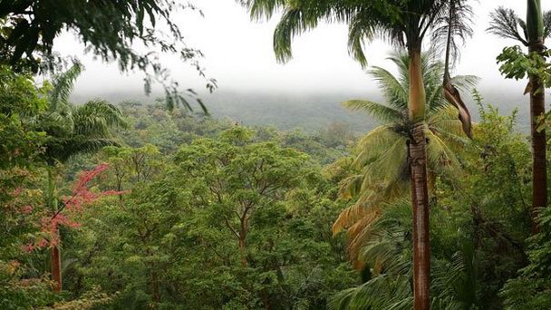 Ботанический сад Флауэр-Форест на Барбадосе Ботанический сад Флауэр-Форест на Барбадосе