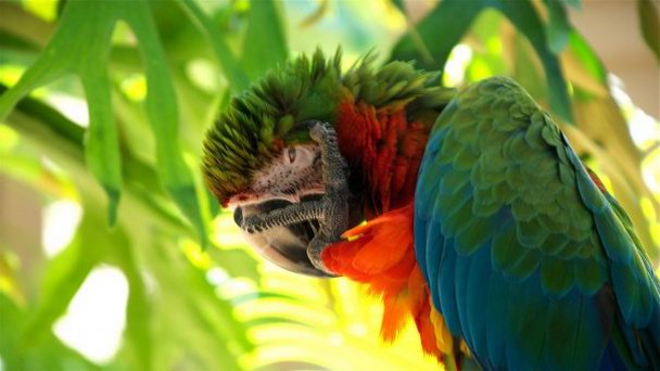 Jungle Island (Parrot Jungle Island) Jungle Island (Parrot Jungle Island)