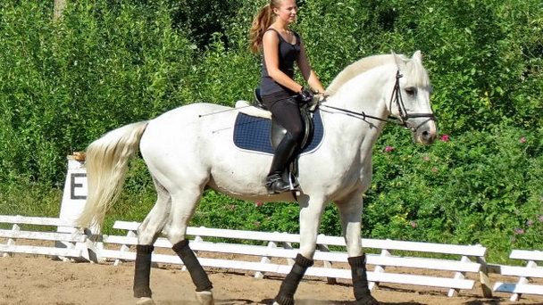 Конно-спортивный клуб Дубки в Санкт-Петербурге Конно-спортивный клуб Дубки в Санкт-Петербурге