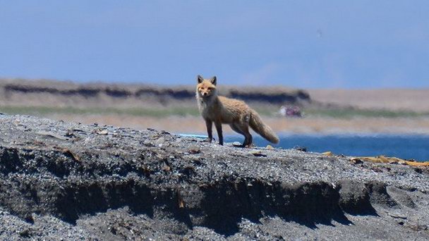 Остров Зелёный Остров Зелёный