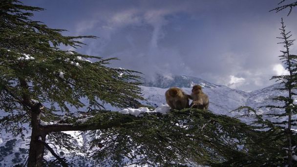 Национальный парк Джурджура в Алжире Национальный парк Джурджура в Алжире