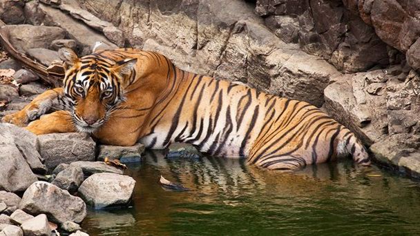 Национальный парк Рантхамбор в Раджастане Национальный парк Рантхамбор в Раджастане