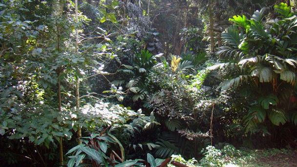 Парк Кидада в Рио-де-Жанейро Парк Кидада в Рио-де-Жанейро