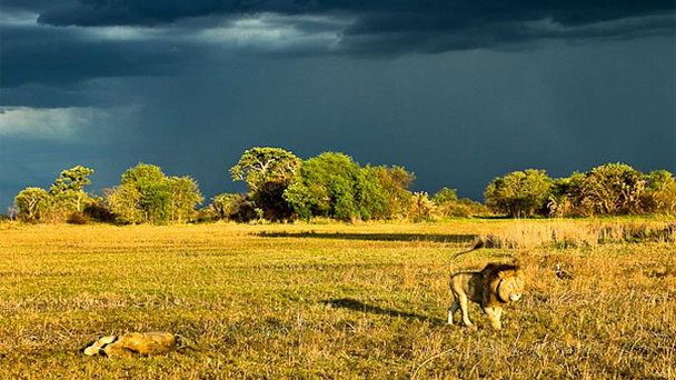 Национальный парк Кафю в Лусаке Национальный парк Кафю в Лусаке