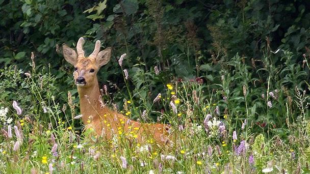 Национальный парк «Чаваш Вармане» в Чебоксарах Национальный парк «Чаваш Вармане» в Чебоксарах