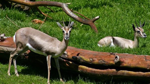 Орегонский зоопарк Орегонский зоопарк