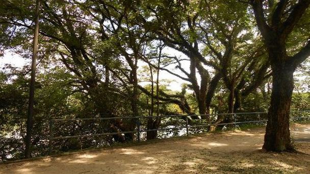 Португальский парк в Сан-Паулу Португальский парк в Сан-Паулу