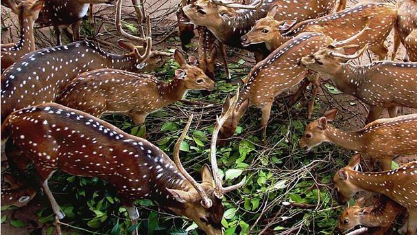 Зоологический сад Дехивала Зоологический сад Дехивала