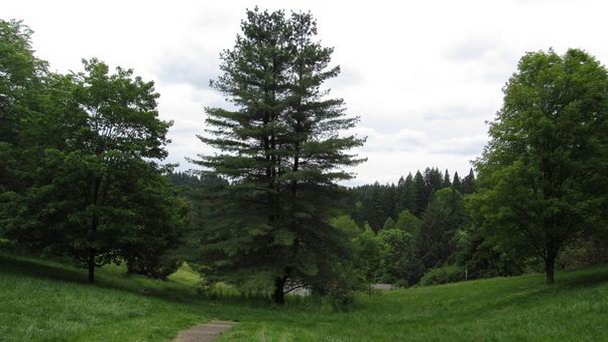 Дендрарий Хойт Дендрарий Хойт