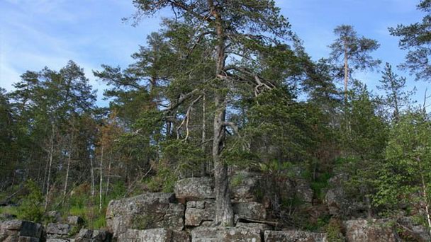 Остров Верккосаари в Карелии Остров Верккосаари в Карелии