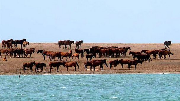 Остров Водный в Элисте Остров Водный в Элисте