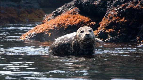 Острова Осколки Острова Осколки