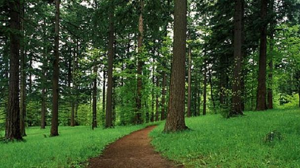 Парк Форест Парк Форест