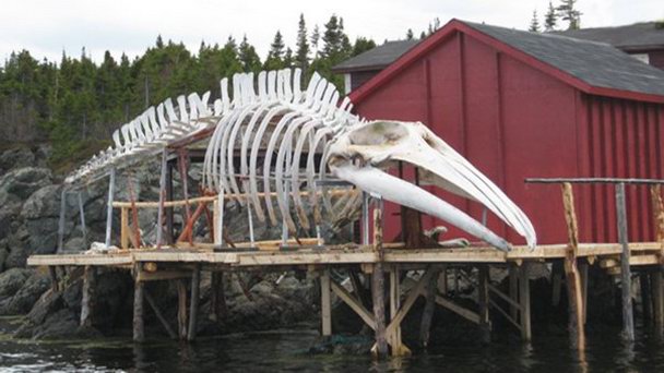 Центр-музей Prime Berth Twillingate Fishery Центр-музей Prime Berth Twillingate Fishery
