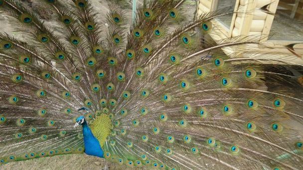 Ярославский зоопарк в Ярославле Ярославский зоопарк в Ярославле