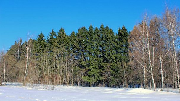 Природно-исторический парк Битцевский лес в Москве Природно-исторический парк Битцевский лес в Москве