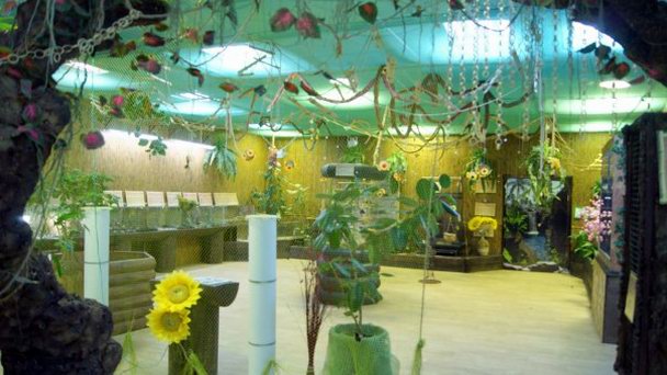 Парк тропических бабочек в Новосибирске Парк тропических бабочек в Новосибирске