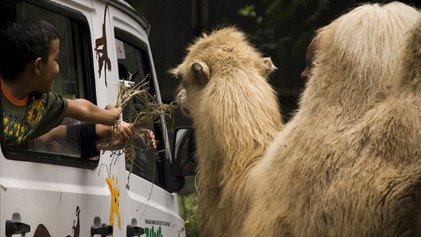Зоопарк-сафари в Сан-Паулу Зоопарк-сафари в Сан-Паулу