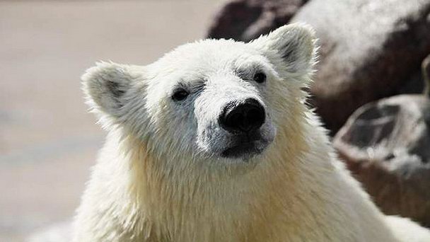 Ленинградский зоопарк в Санкт-Петербурге Ленинградский зоопарк в Санкт-Петербурге