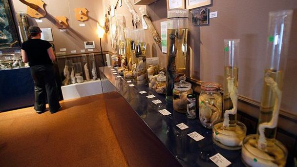 Музей фаллосов Музей фаллосов