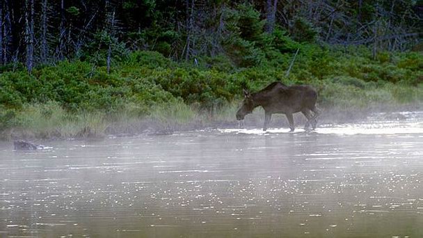 Заповедник Шик-Шок в Квебеке Заповедник Шик-Шок в Квебеке